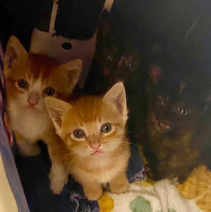 Meet your Posher, Tola